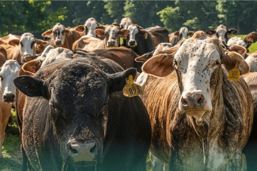 Anuncia EU reapertura gradual de frontera para la exportación de ganado