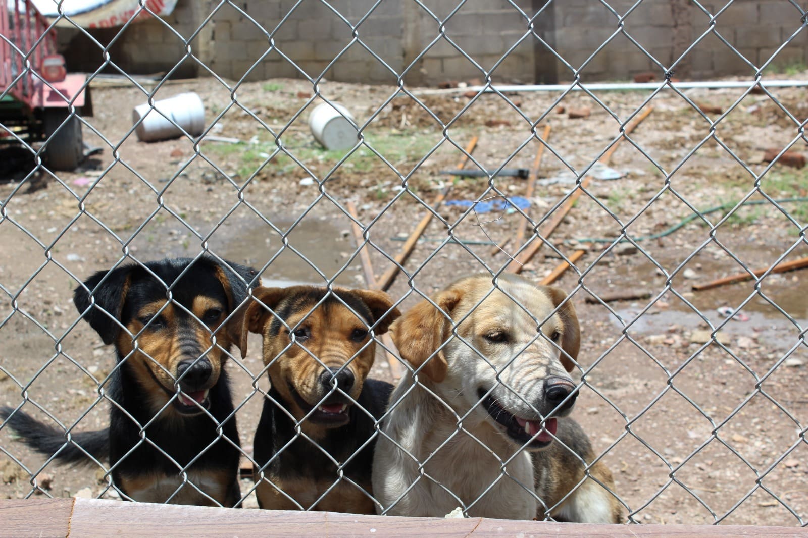 Siguen denuncias de maltrato animal en la ciudad
