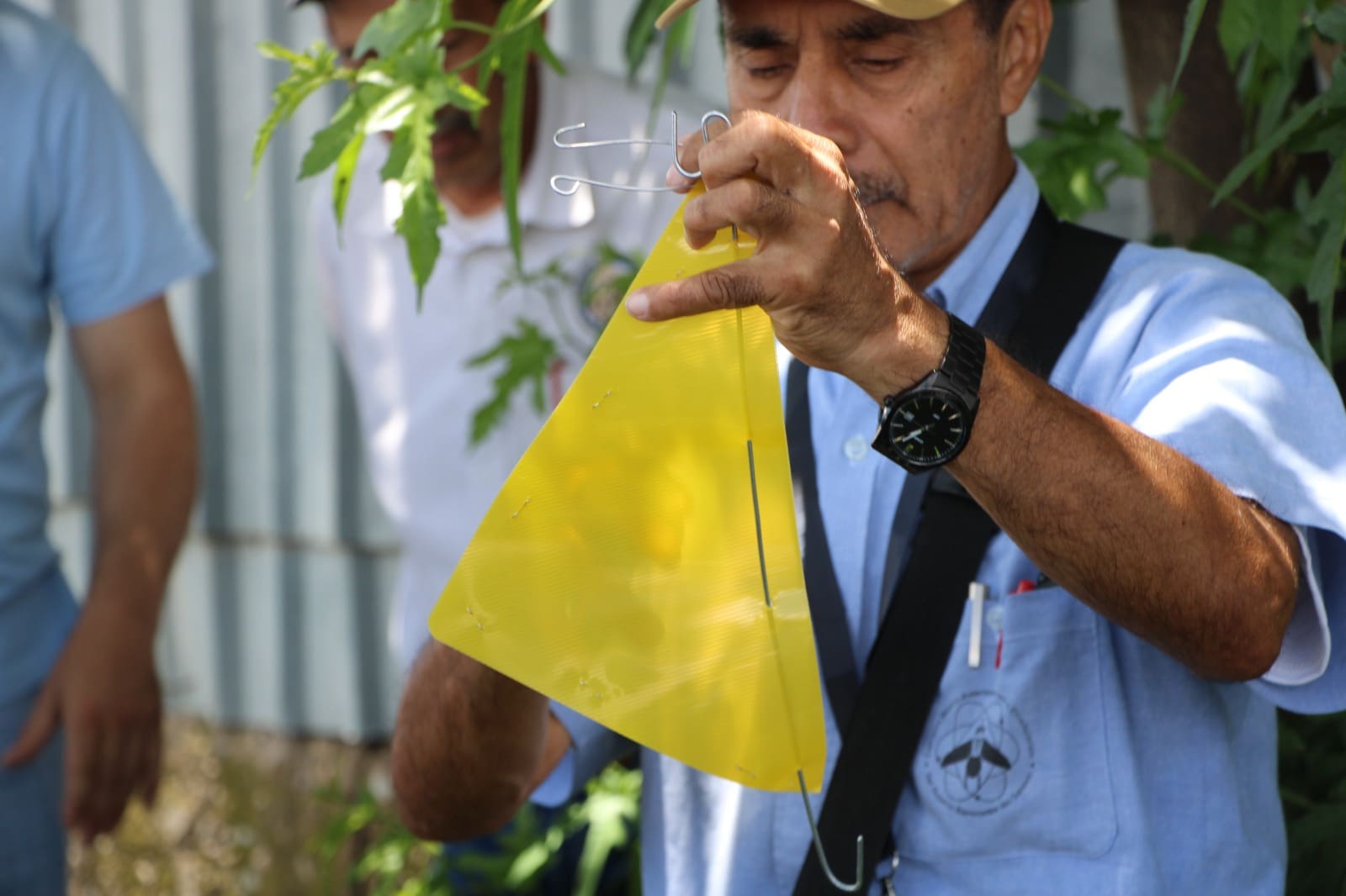 Así funcionan las trampas que detectan la mosca portadora del Gusano Barrenador del Ganado