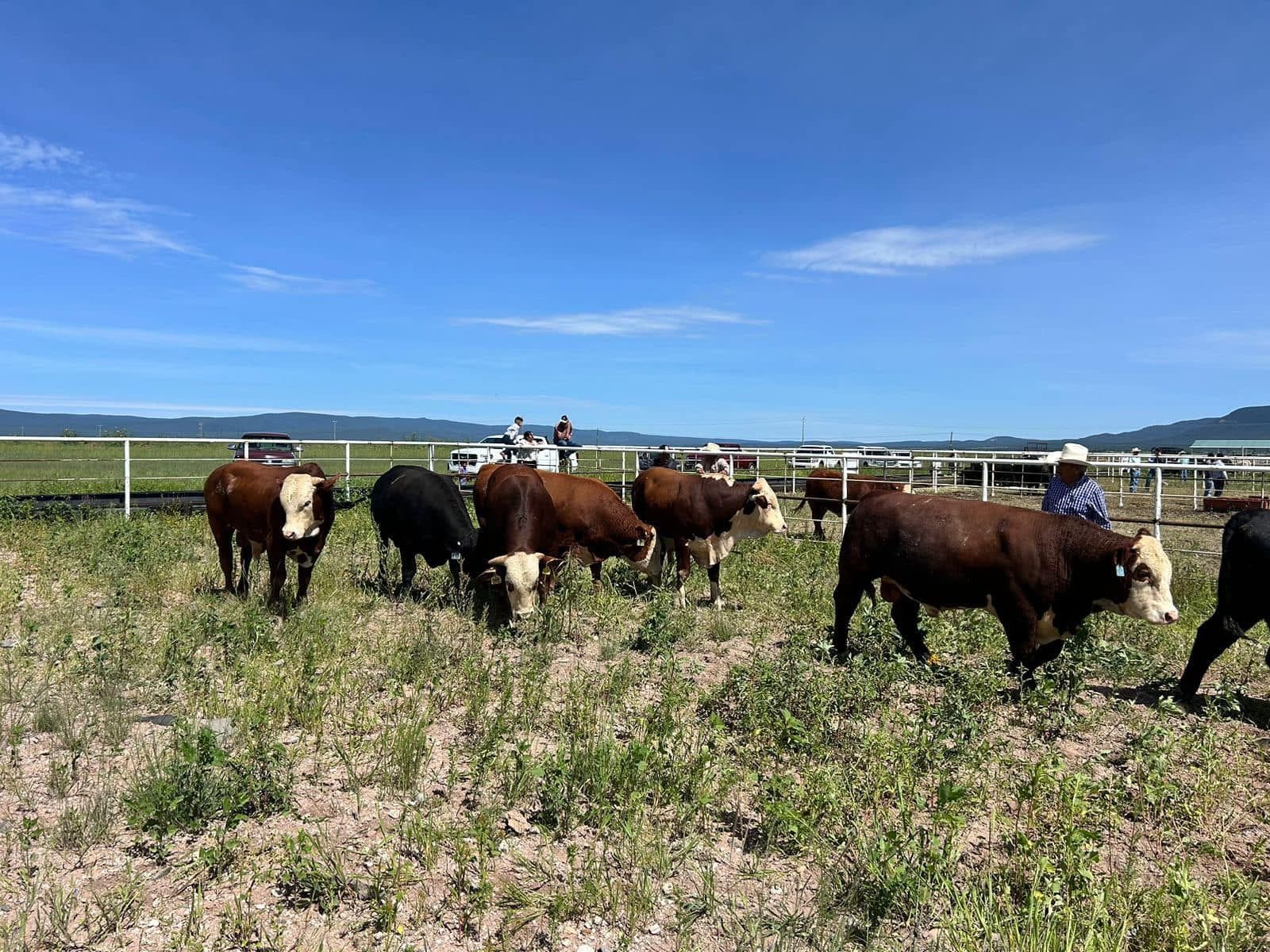 Entregan más de 180 toros de élite para mejorar ganadería chihuahuense