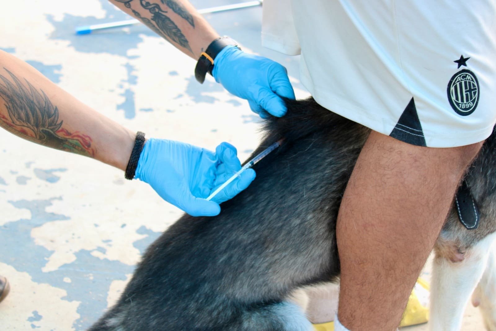 Atendieron a mil 170 mascotas en Chihuahua 2000