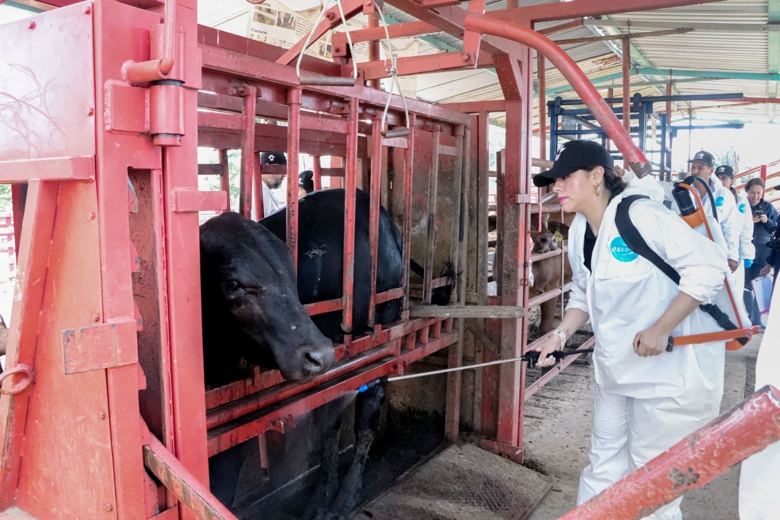 Así es como combate el Estado a la tuberculosis bovina 