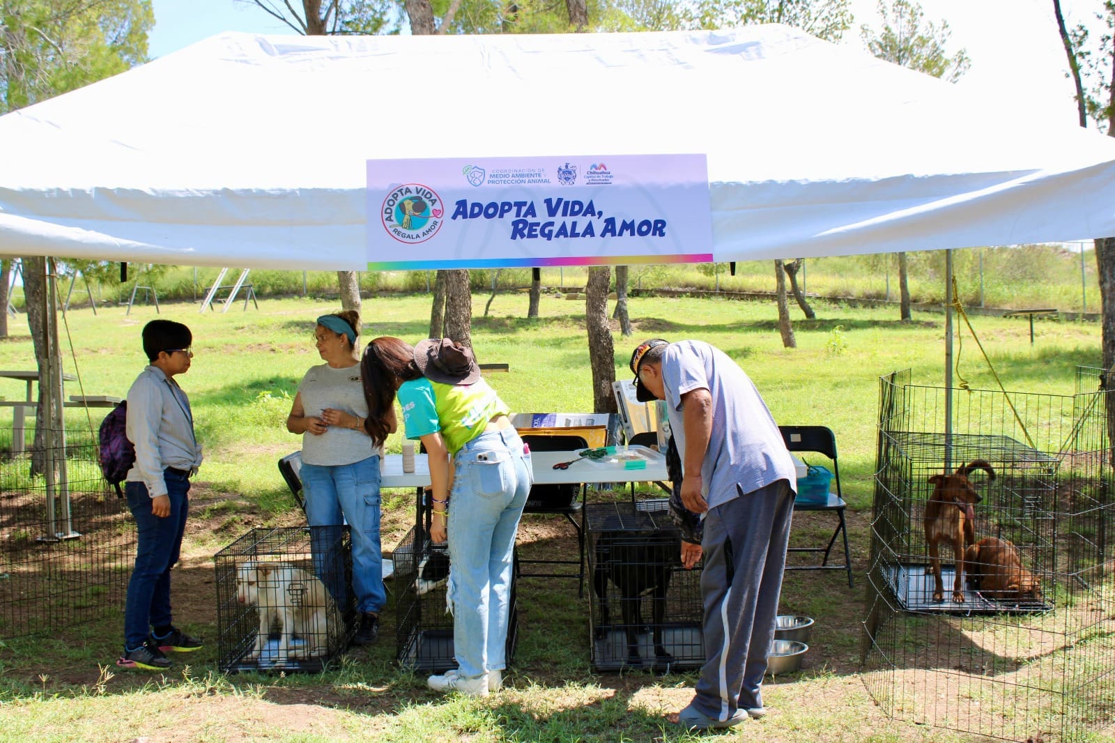 Encuentran hogar 17 perritos durante jornada de adopción