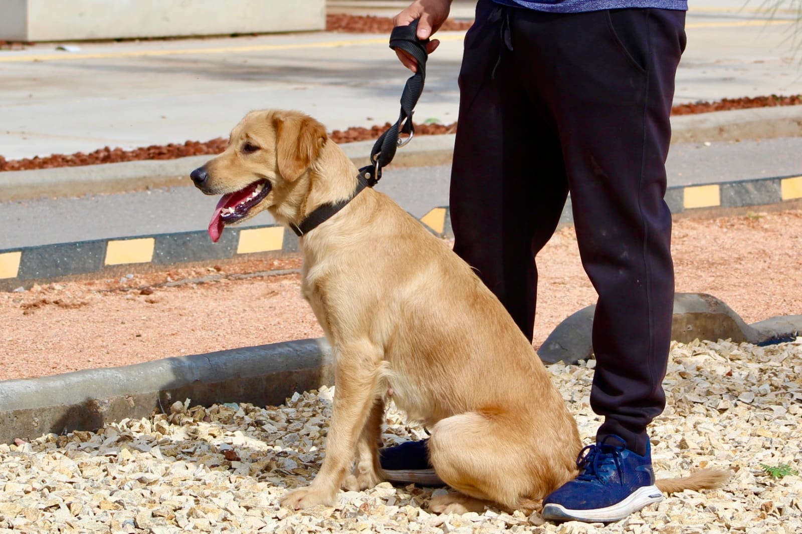 Van más de 3 mil mascotas registradas ante Medio Ambiente y Protección Animal