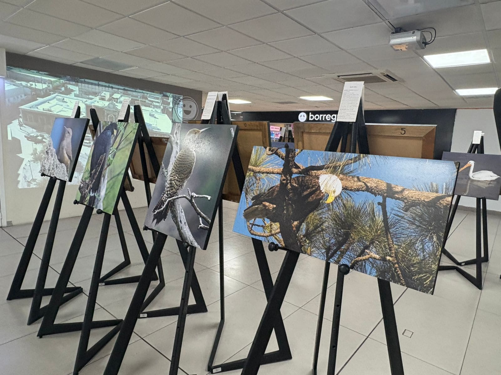 Presentan exposición «Alas que vuelan con el viento» en Aeropuerto