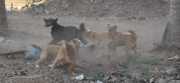 [Reporte Ciudadano] Denuncian en Colonia Villa Vieja plaga de perros callejeros con garrapatas