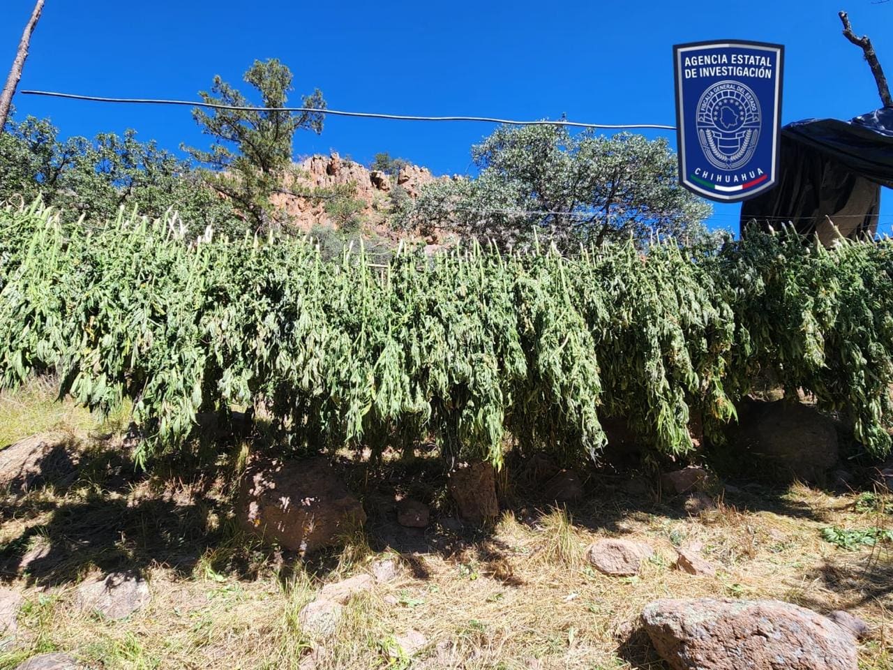 Descubren tendederos de marihuana secándose