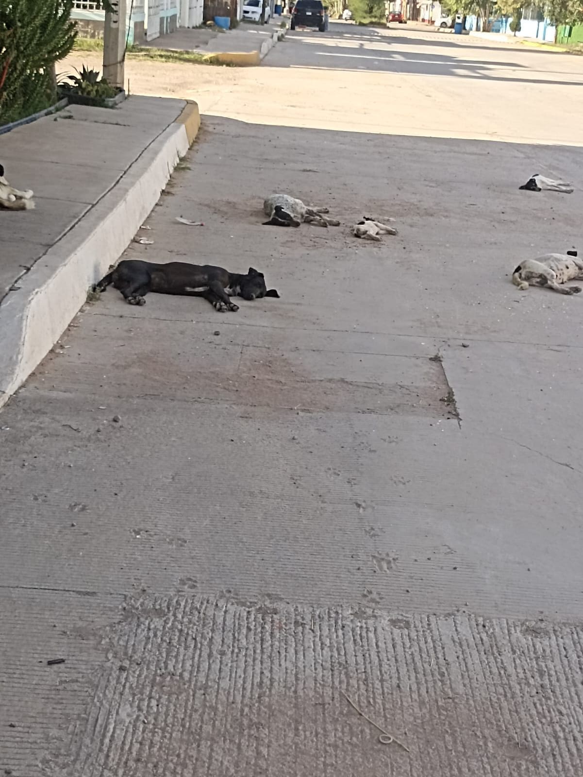 Perros agresivos abandonados ponen en riesgo a menores en Villa Juárez