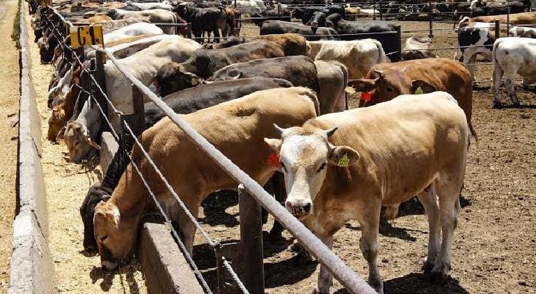Concluyen hoy inspecciones del USDA en Chihuahua; ganaderos esperan resultado para reabrir frontera