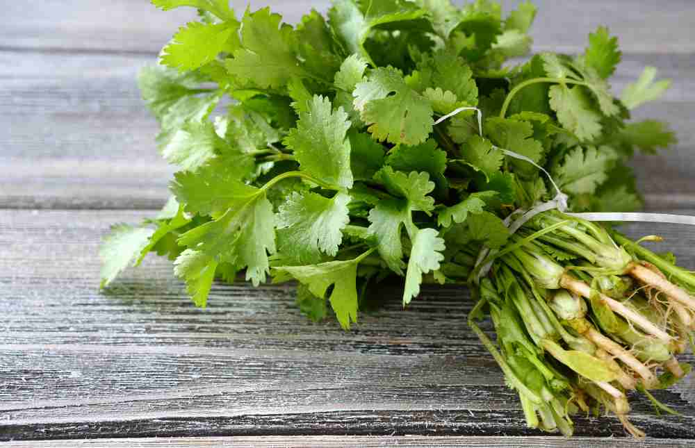 El Cilantro, ayuda a la prevención de ciertas enfermedades