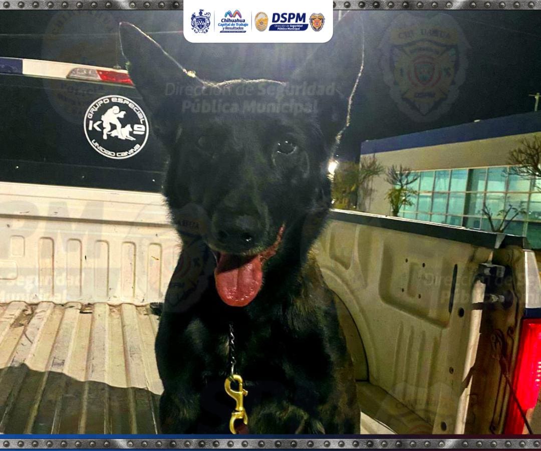 Agente canino neutraliza a persona rijosa
