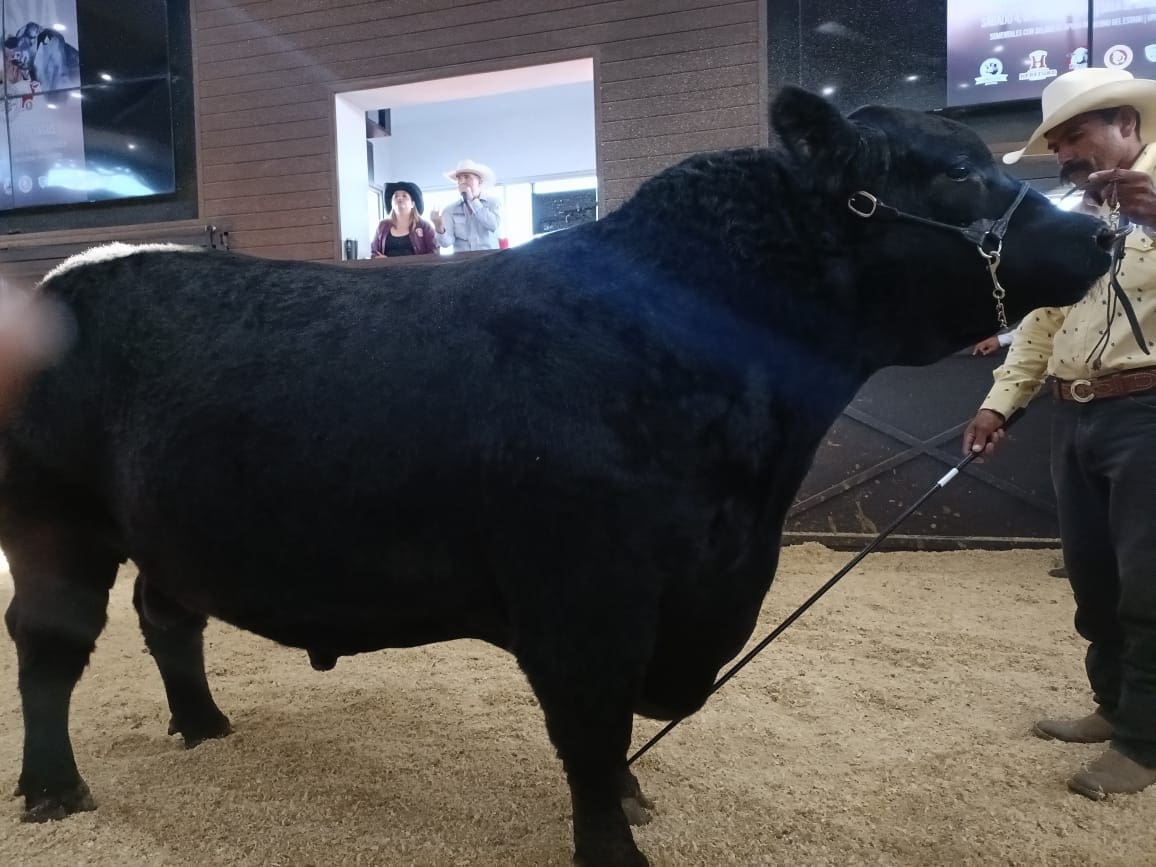 Subasta de novillo gordo ayudará al mercado tras cierre de frontera al ganado: SDR