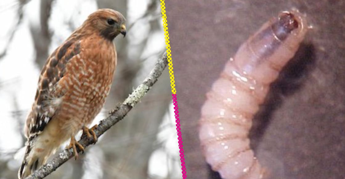 Gusano barrenador alcanza a fauna silvestre en México; confirman casos en aves, ciervo, búfalo y primate