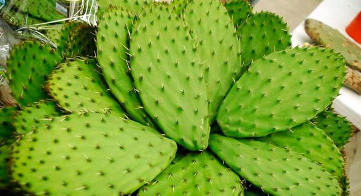 Consumir nopal con frecuencia, proporciona grandes beneficios a la salud