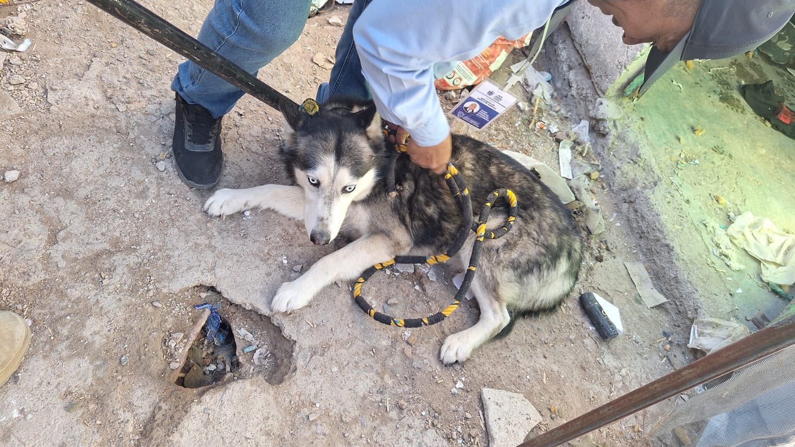 Rescatan a tres perros Husky en situación de abandono en la colonia San Rafael