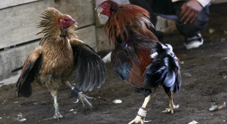 pelea de gallos