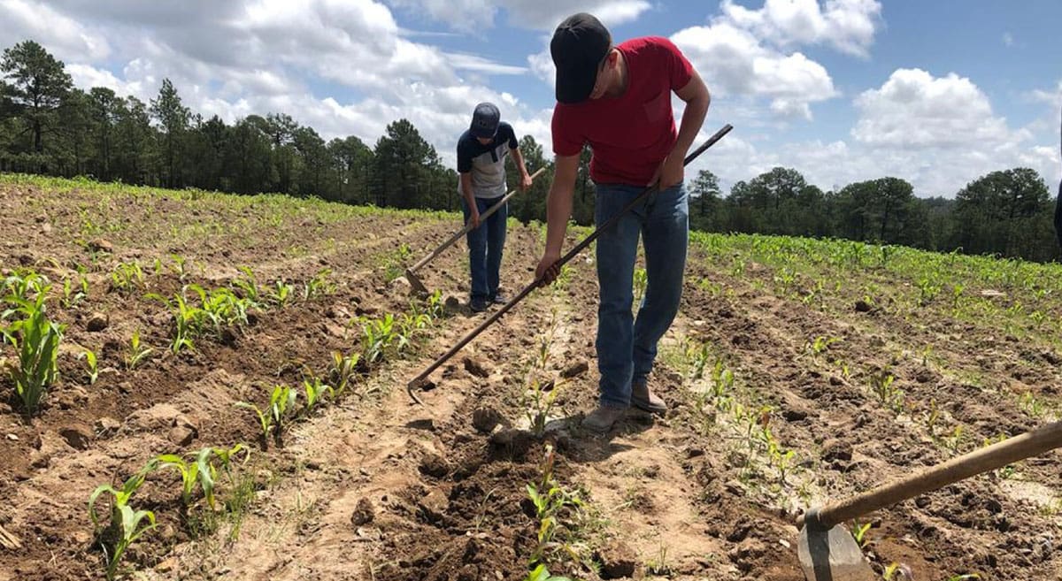 Impulsan certificado laboral para formalizar a trabajadores agrícolas