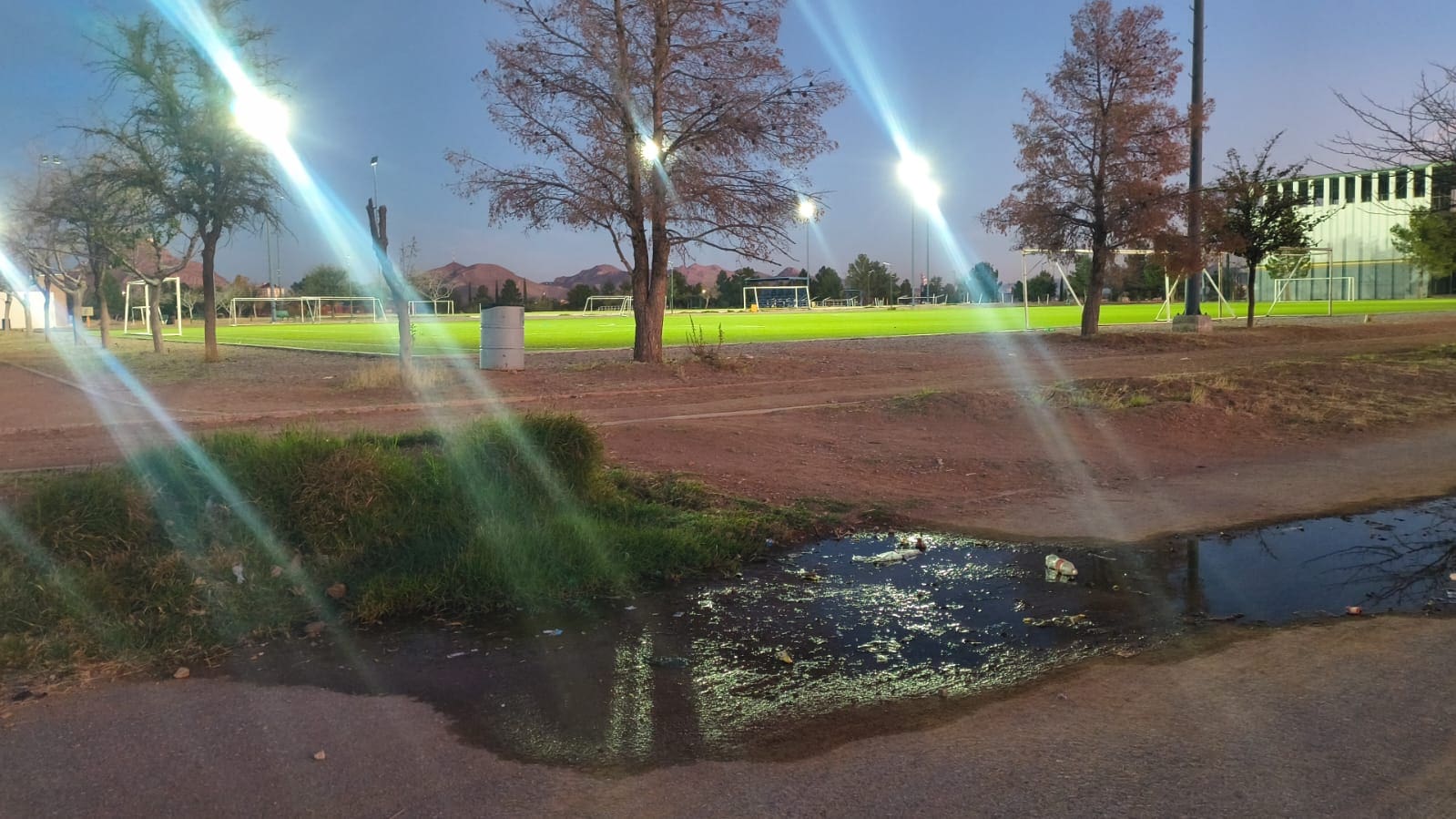 Denuncian abandono y árboles secos en la Deportiva Sur