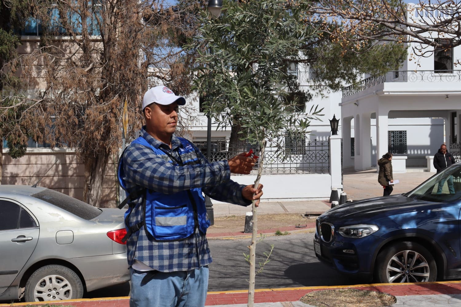 Termina temporada de poda de árboles en Chihuahua Capital