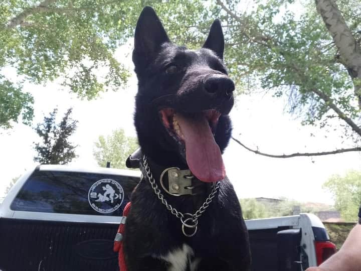 Lamenta Bonilla muerte de perro policía durante operativo en El Fresno