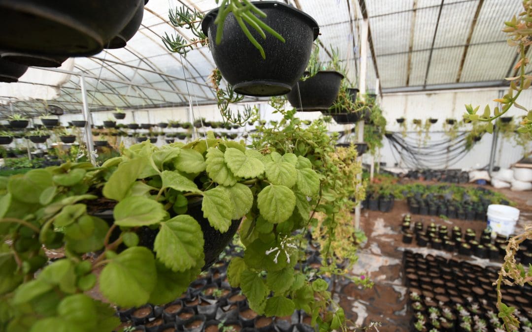 Tu jardín en primavera: claves para hacerlo florecer, según experta de la UACH
