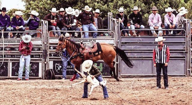 Chihuahua va por todo en el rodeo