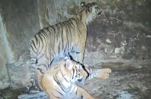 Tras detención de sujeto en Nonoava; sorprende hallazgo de dos tigres de bengala