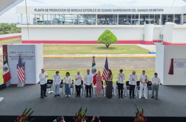 Inaugura Sheinbaum planta binacional para combatir el gusano barrenador del ganado en Chiapas