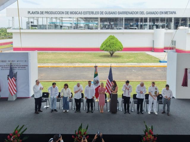 Inaugura Sheinbaum planta binacional para combatir el gusano barrenador del ganado en Chiapas