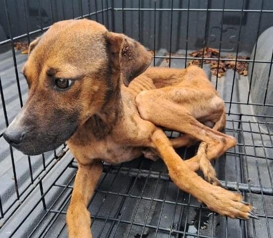 4,800 reportes de maltrato animal en la ciudad