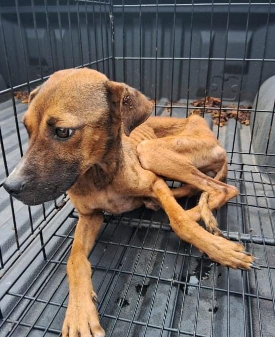 4,800 reportes de maltrato animal en la ciudad