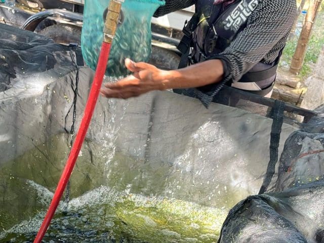Impulsa Estado apoyos a productores para adquirir avelines