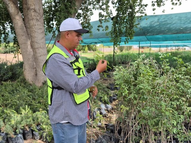 Celebra el día mundial del medio ambiente cuidando los árboles y plantas de Chihuahua.