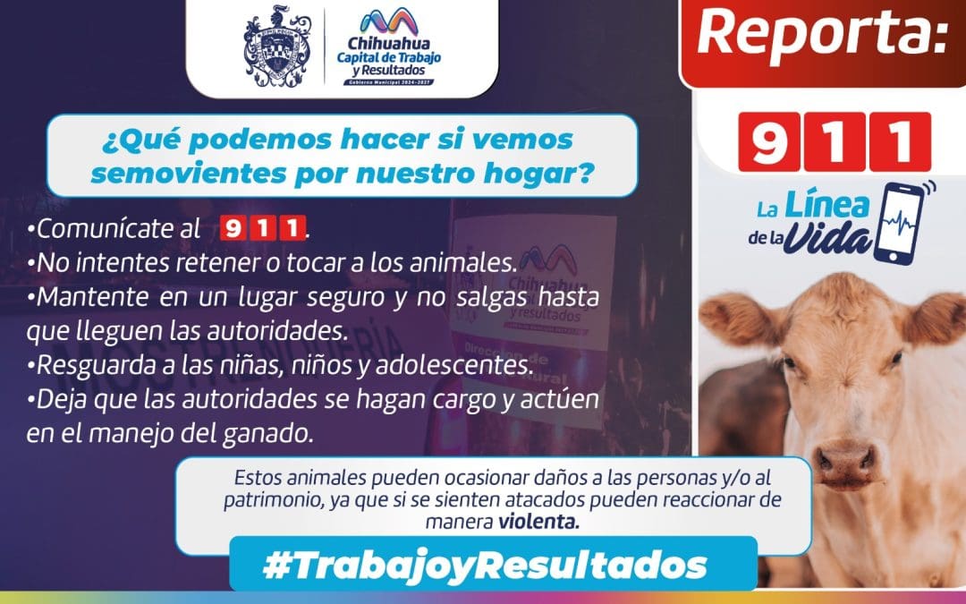 Aseguran 25 animales sueltos para prevenir accidentes en la ciudad de Chihuahua.