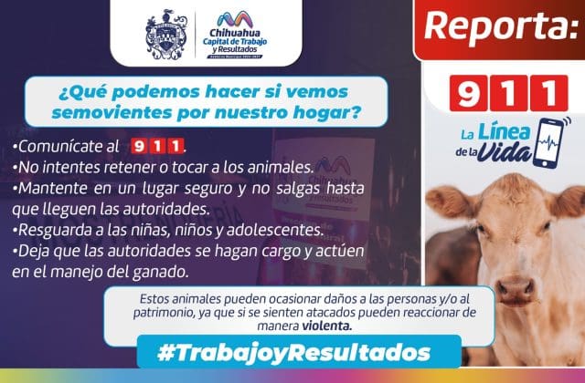 Aseguran 25 animales sueltos para prevenir accidentes en la ciudad de Chihuahua.