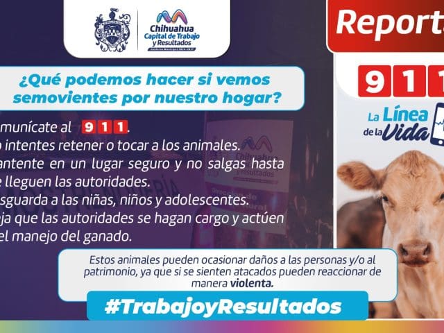 Aseguran 25 animales sueltos para prevenir accidentes en la ciudad de Chihuahua.
