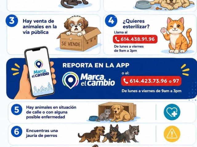 Llaman a combatir el abandono de mascotas y fomentar la tenencia responsable