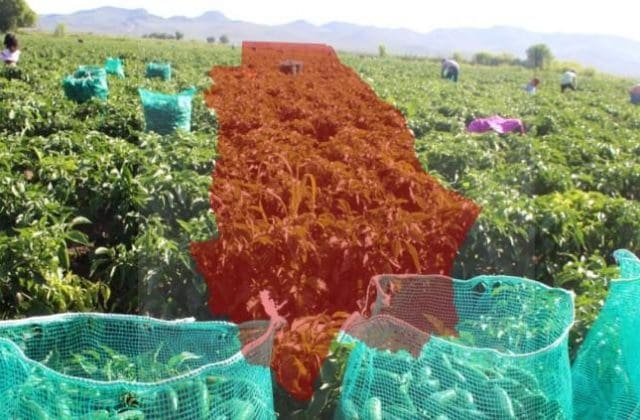 Esto dicen los expertos sobre la renegociación del T-MEC y sus efectos en Chihuahua