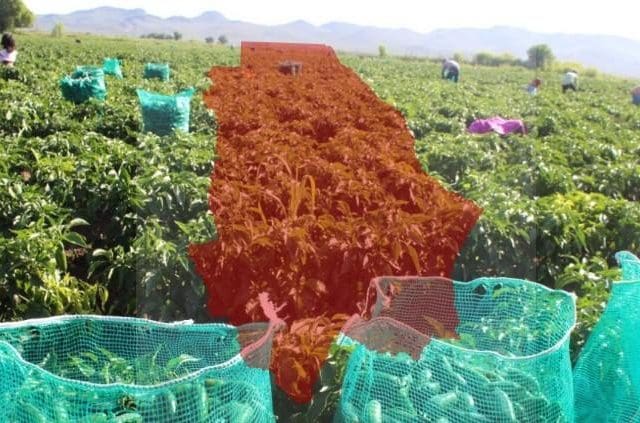 Esto dicen los expertos sobre la renegociación del T-MEC y sus efectos en Chihuahua