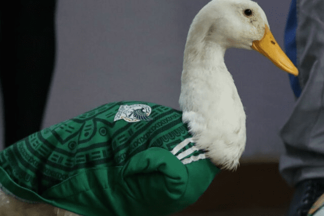 IMPI aclara situación de la marca del “Pato Merlín” tras polémica por sus derechos