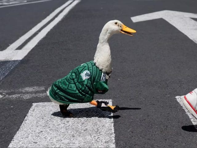 Sheinbaum buscará reunirse con familia del “Pato Merlín” tras su popularidad en redes