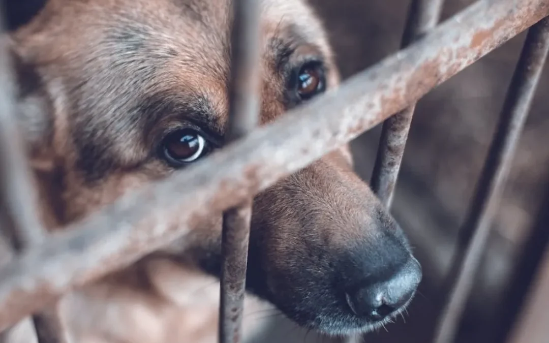 Destituyen a servidor público por maltrato animal