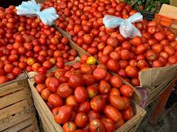 Arancel de EU hunde producción de jitomate mexicano; se sembrará 17% menos este año
