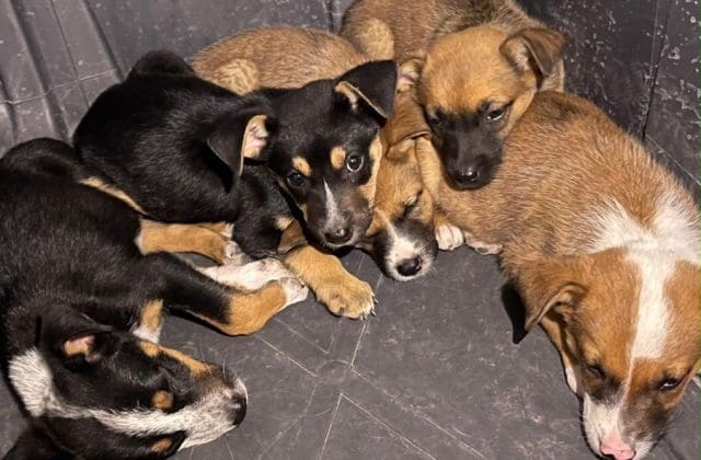 Aumentan denuncias por maltrato animal en Chihuahua; rescatan a perrita y sus cinco cachorros