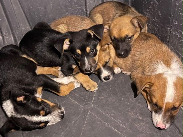 Aumentan denuncias por maltrato animal en Chihuahua; rescatan a perrita y sus cinco cachorros