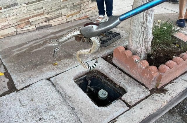Bomberos alerta por mayor presencia de fauna silvestre en Chihuahua tras las lluvias