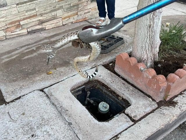 Bomberos alerta por mayor presencia de fauna silvestre en Chihuahua tras las lluvias