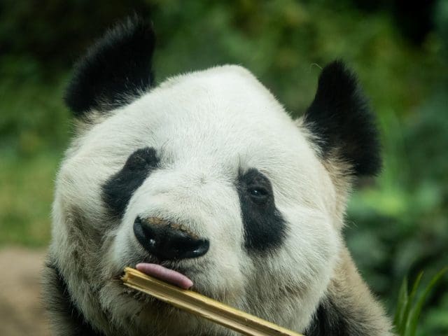 Xin Xin celebra 36 años como la única panda gigante de América Latina que no pertenece a China