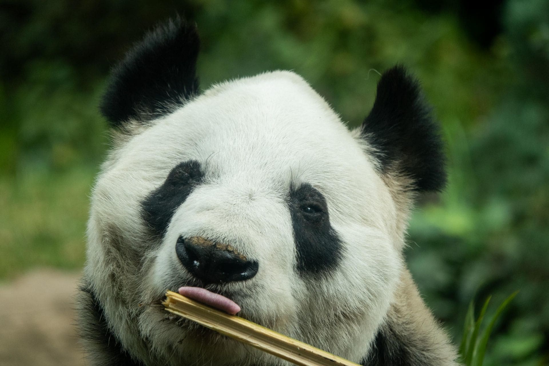Panda Chapultepec