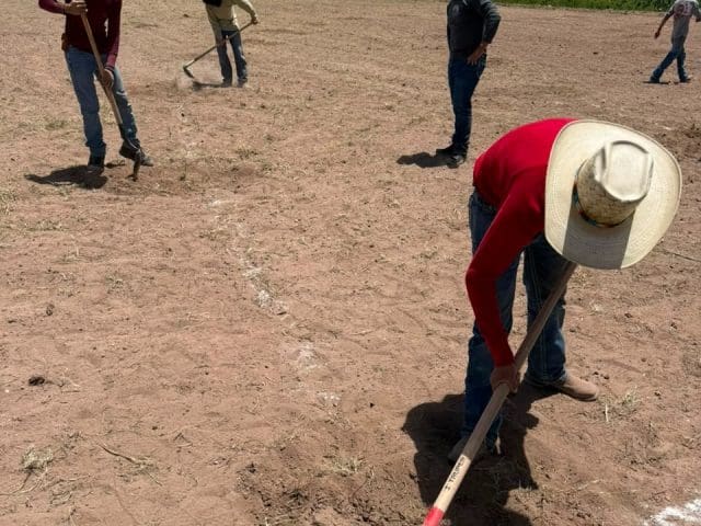 Trabaja la UACH en aprovechamiento sustentable del Sotol